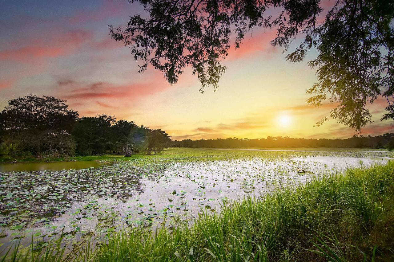 Elephas Resort & Spa Sigiriya Buitenkant foto